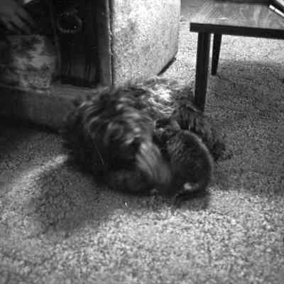 Debbie Southweek's dog and kitten, Date unknown: Frame 42