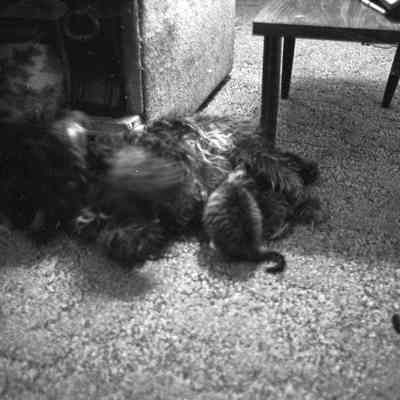 Debbie Southweek's dog and kitten, Date unknown: Frame 43
