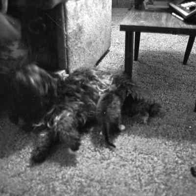 Debbie Southweek's dog and kitten, Date unknown: Frame 44