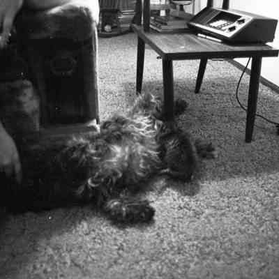 Debbie Southweek's dog and kitten, Date unknown: Frame 1