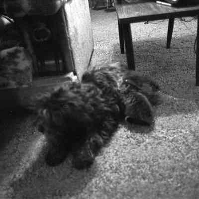 Debbie Southweek's dog and kitten, Date unknown: Frame 2