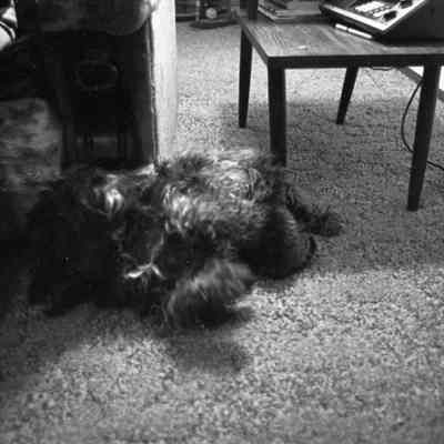Debbie Southweek's dog and kitten, Date unknown: Frame 3