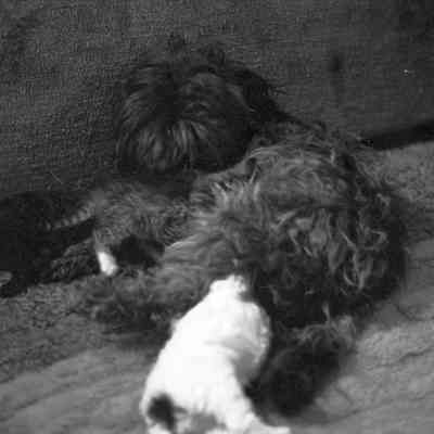 Debbie Southweek's dogs and kitten, Date unknown: Frame 38