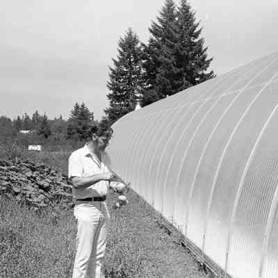 Ken Jorgenson Tomatoes, Unknown Date