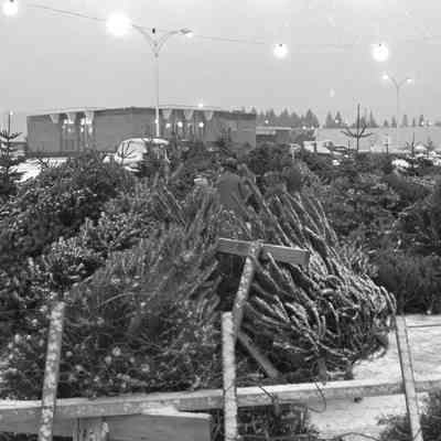 Christmas trees, 1972: Frame 16