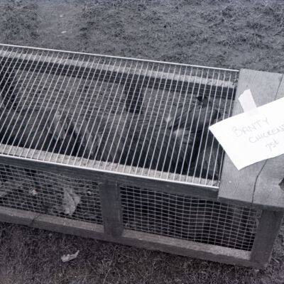 Banty chickens, Farmer's Market, 1976: Frame 6
