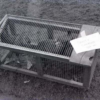 Banty chickens, Farmer's Market, 1976: Frame 7