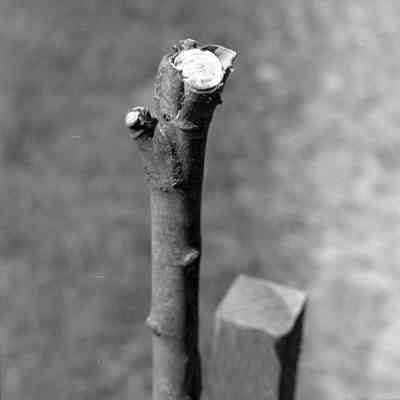 Vandalized Trees, Unknown Date