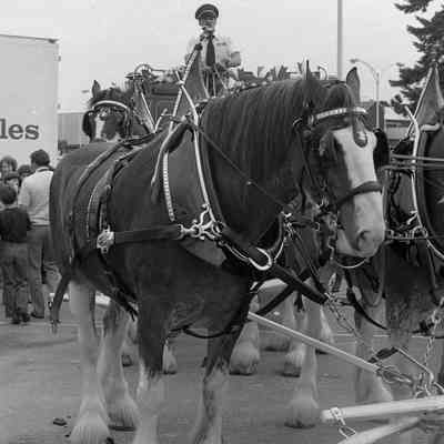 Budweiser horse team, Date unknown: Frame 11
