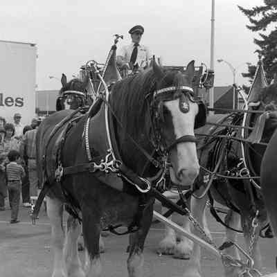 Budweiser Horse Team, Unknown Date