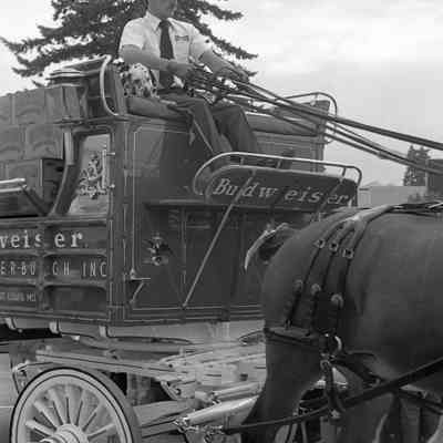 Budweiser horse team, Date unknown: Frame 13