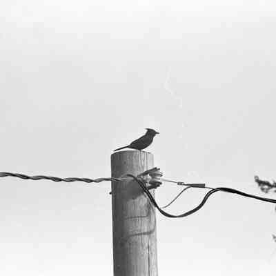Nature Photos, unknown date.