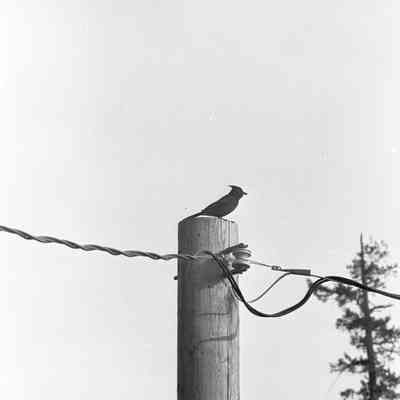 Nature photos, Date unknown: Frame 27