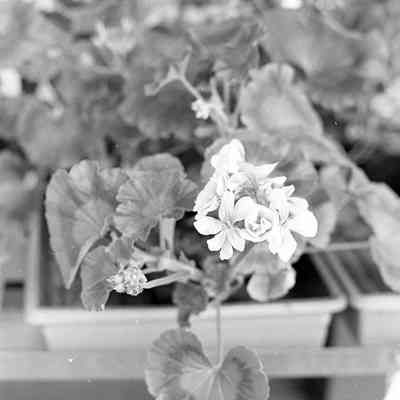 Nature photos, Date unknown: Frame 30
