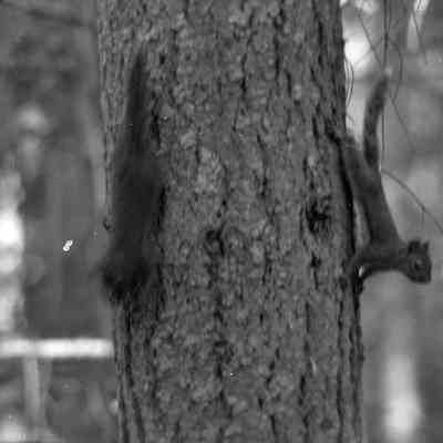 Nature photos, Date unknown: Frame 42