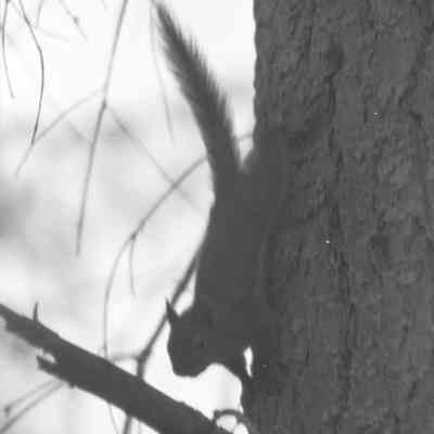 Nature photos, Date unknown: Frame 1