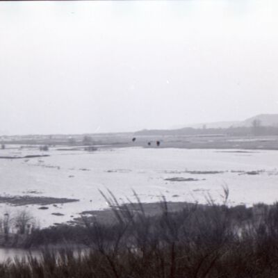Nisqually River Delta, Date Unknown: Frame 5g