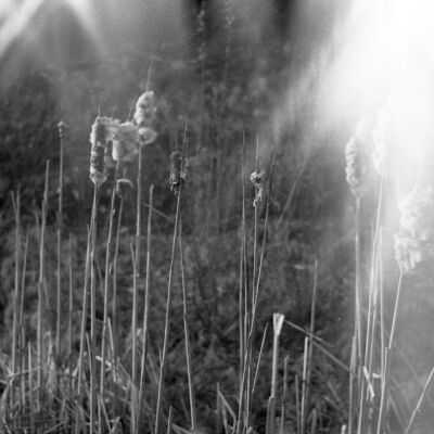 Plant life, Date unknown: Frame 30