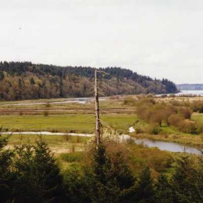 Treaty Tree, 1998