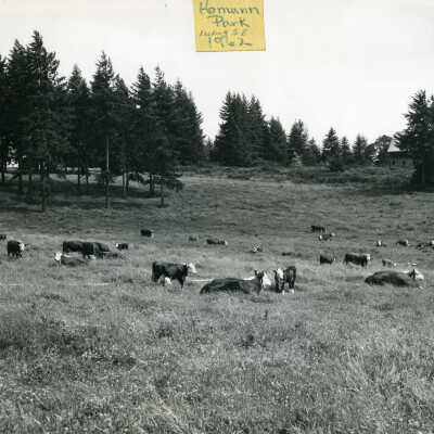 Homann Park Herefords, 1962