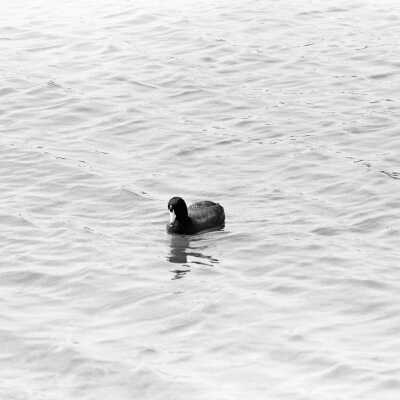 Duck: Frame 9