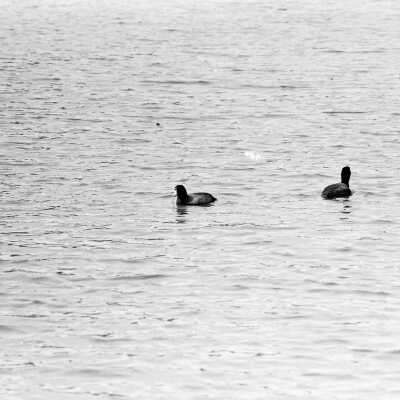 Ducks: Frame 10