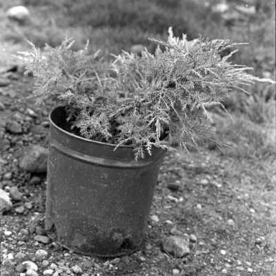 Plant for Lacey Rotary beautification project, 1974: Frame 1
