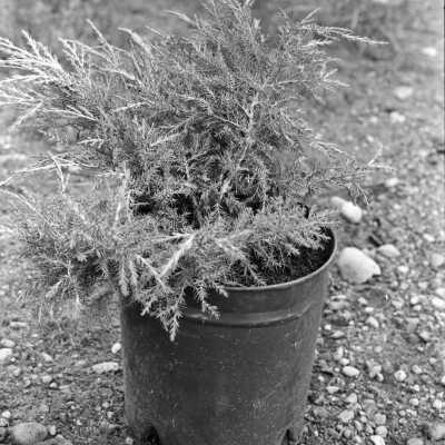 Plant for Lacey Rotary beautification project, 1974: Frame 2