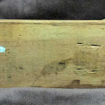 Underside of egg scale: Copyright: Lacey Museum; Origformat: Artifact