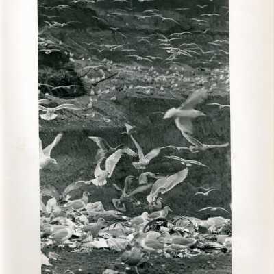 Gulls
