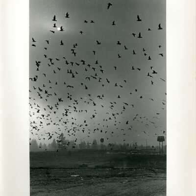 Gulls