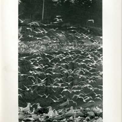 Gulls