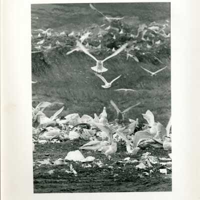 Gulls