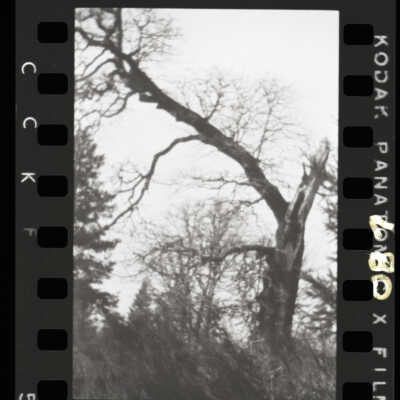 Old Hanging Tree at Fort Eaton, late 1970s