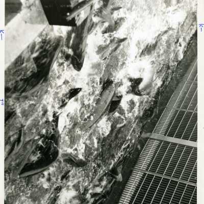 fish hatchery