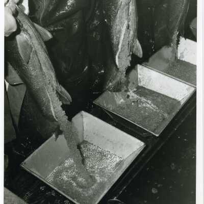 salmon eggs