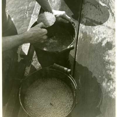 Salmon eggs
