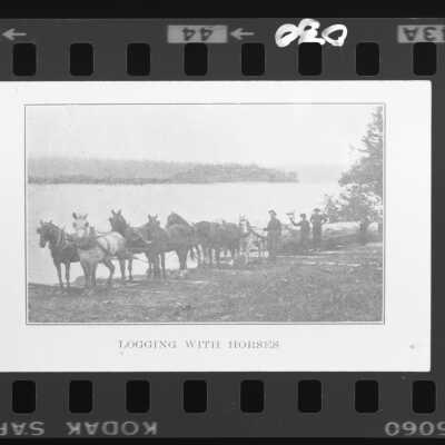 Logging With Horses
