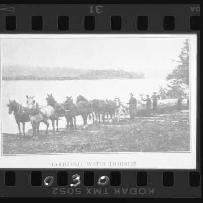 Logging With Horses