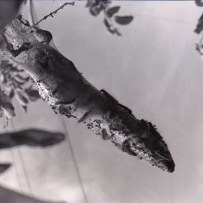 Frame 17