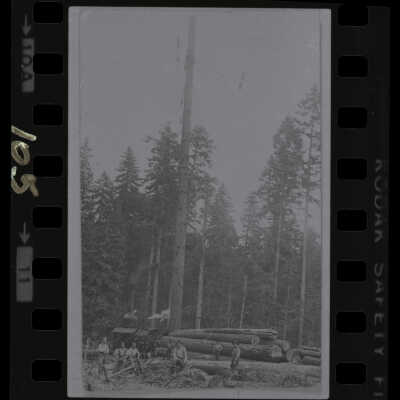Logging in Lacey at Saint Martin's