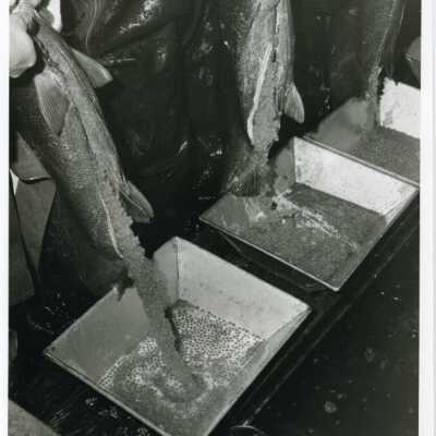 Salmon eggs: Origformat: Photographic