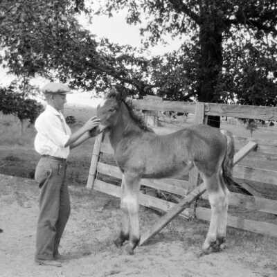 Shafley Horses