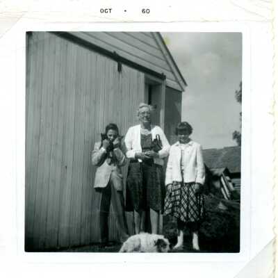 St. Johns Horse Auction