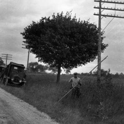 Tree Trimming