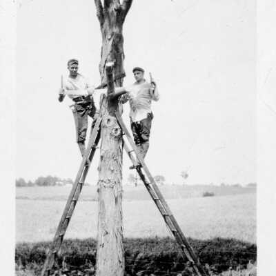 Tree Cutting