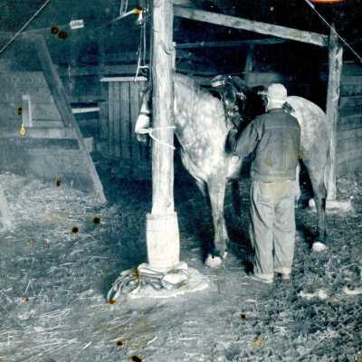 St. Johns Horse Auction