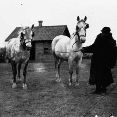 PIke Team of Horses