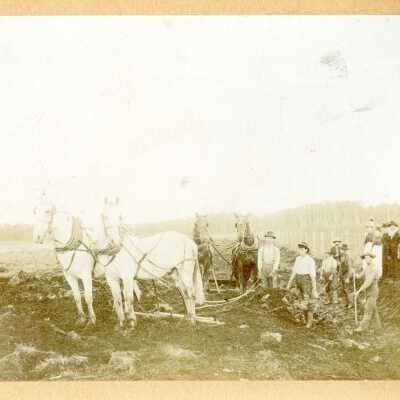 Men Working with Horses
