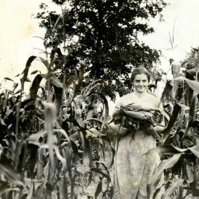 Corn Harvest